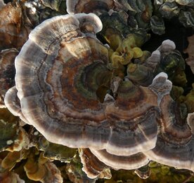 GEWOON ELFENBANKJE (Trametes versicolor), Bloesem Remedie (10 cc)