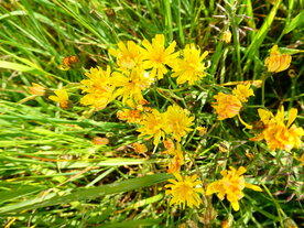 KLEIN STREEPZAAD (Smooth Hawksbeard) (Cr&eacute;pis capill&aacute;ris), Bloesem Remedie (10 cc)