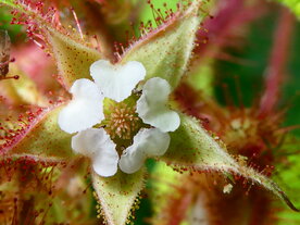 JAPANSE WIJNBES (Rubus phoenicolasius), Bloesem Remedie (10 cc)
