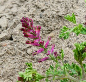GEWONE DUIVENKERVEL (Fumaria officinalis), Bloesem Remedie (10 cc)