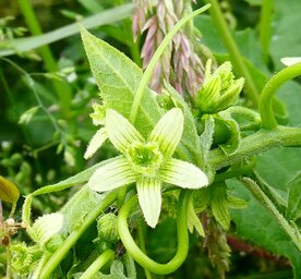 HEGGENRANK (Bryonia dioica), Bloesem Remedie (10 cc)