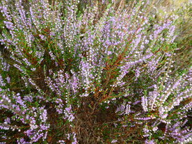HEATHER (Struikheide) (Calluna vulgaris), Bloesem Remedie (10 cc)