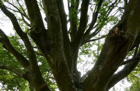 HORNBEAM (Haagbeuk) (Carpinus betulus), Bloesem Remedie (10 cc)