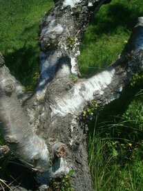 BERK (hout) (Berkenteer), Etherische Olie (10 cc)