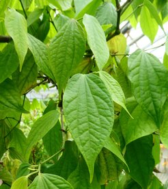 PEPER, ZWARTE (zaad),  Etherische Olie (10 cc)