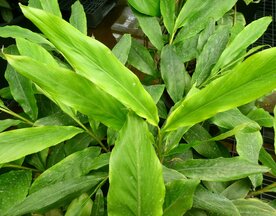 GEMBER (Ginger) (Zingiber officinale), Bloesem Remedie (10 cc)