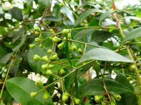 KRUIDNAGEL (blad), Etherische Olie (10 cc)