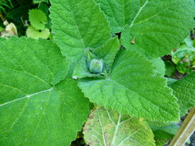 SCHARLEI (blad/bloem), Etherische Olie (5 cc)