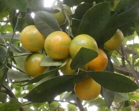 BERGAMOT (schil), Etherische Olie (10 cc)