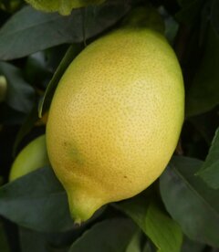 CITROEN (schil), Etherische Olie (10 cc)