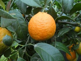 Mandarijn rood (schil) 10 cc etherische olie