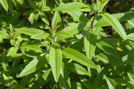 VERBENA CITROEN (blad), Etherische Olie (10 cc)