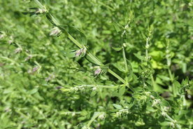 HYSSOP (Hyssopus officinalis), Bloesem Remedie (10 cc)