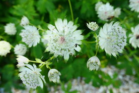 GROOT STERRENSCHERM (Zeeuws Knoopje) (Astrantia major), Bloesem Remedie (10 cc)
