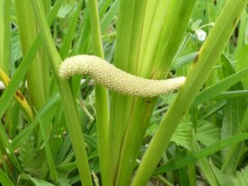 KALMOES (Acorus calamus), Bloesem Remedie (10 cc)