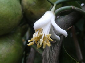 YUZU (schil) Etherische Olie (10cc)