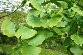 GINKGO (Ginkgo biloba), Bloesem Remedie (10 cc)