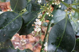 HOLLY (Hulst) (Ilex aquifolium), Bloesem Remedie (10 cc)