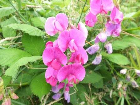 LATHYRUS (Sweet Pea) (Lathyrus latifolus), Bloesem Remedie (10 cc)