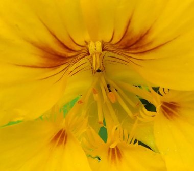 OOSTINDISCHE KERS (Nasturtium) (Tropaeolum majus), Bloesem Remedie (10 cc)
