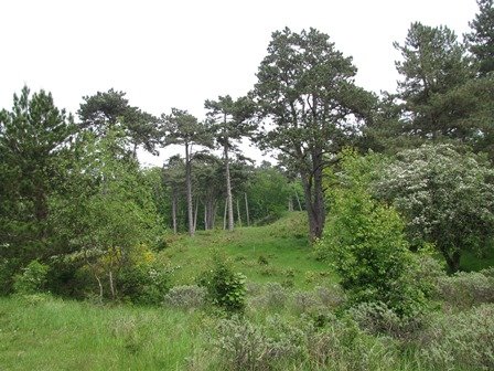 KRUIZEMUNT (blad), Etherische Olie (10 cc )