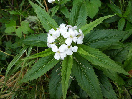 DAMASTBLOEM (Hesperis matronalis), Bloesem Remedie (10 cc)