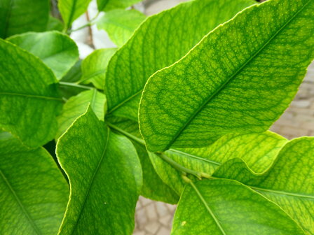NEROLI (blad) (Petit Grain), Etherische Olie (10 cc)