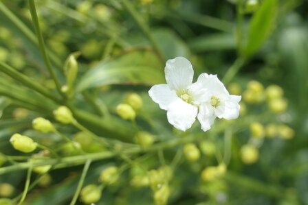 MIERIKSWORTEL (Armoracia rusticana), Bloesem Remedie (10 cc)