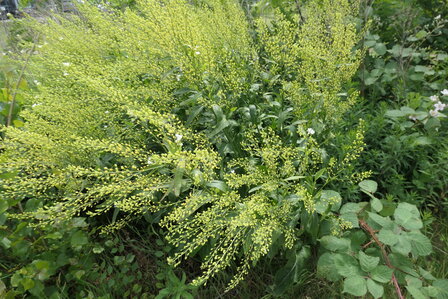 MIERIKSWORTEL (Armoracia rusticana), Bloesem Remedie (10 cc)