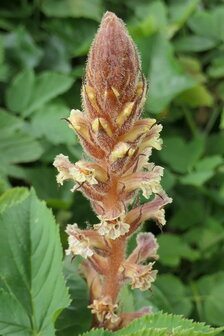 KLIMOPBREMRAAP (Orobanche hederae), Bloesem Remedie (10 cc)