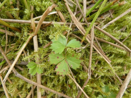 BLOEDWORTEL (Tormentil) (Potentilla erecta), Bloesem Remedie (10 cc)