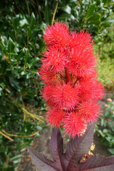 LA AU AILA (Ricinus communis), Bloesem Remedie (10 cc)