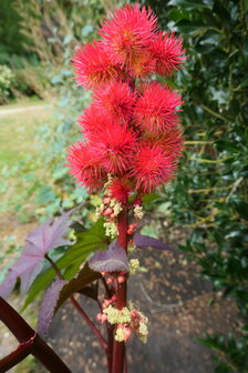 LA AU AILA (Ricinus communis), Bloesem Remedie (10 cc)