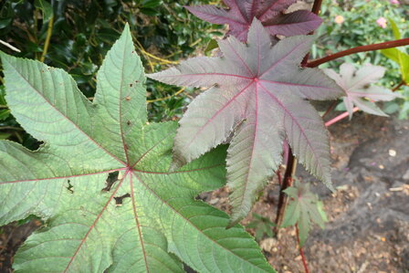 LA AU AILA (Ricinus communis), Bloesem Remedie (10 cc)