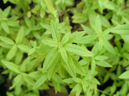 VERVAIN (Verveine) (Stachytarpheta cayennensis), Bloesem Remedie (10 cc)