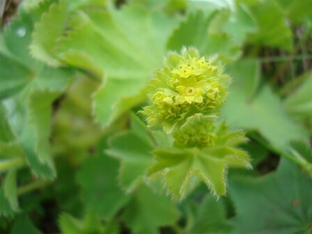 VROUWENMANTEL (Lady's Mantle) (Alchemilla vulgaris), Bloesem Remedie (10 cc)