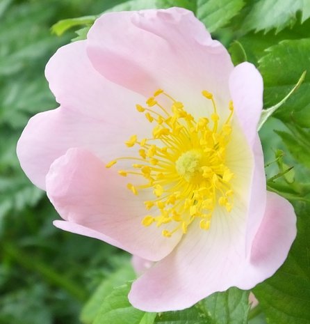 WILD ROSE (Hondsroos) (Rosa canina), Bloesem Remedie (10 cc)