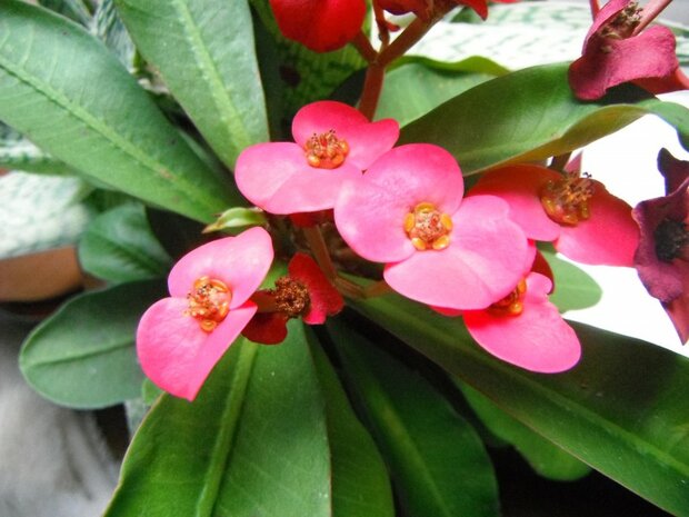 CHRISTUSDOORN (Euphorbia milii), Bloesem Remedie (10 cc)