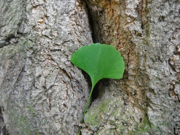 GINKGO (Ginkgo biloba), Bloesem Remedie (10 cc)