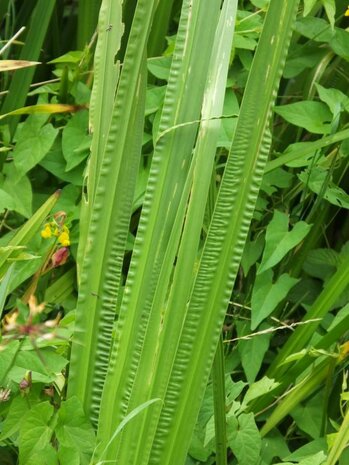 KALMOES (Acorus calamus), Bloesem Remedie (10 cc)