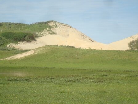 VERVAIN (Verveine) (Stachytarpheta cayennensis), Bloesem Remedie (10 cc)