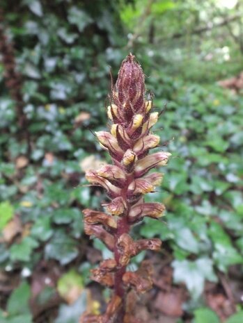 KLIMOPBREMRAAP (Orobanche hederae), Bloesem Remedie (10 cc)