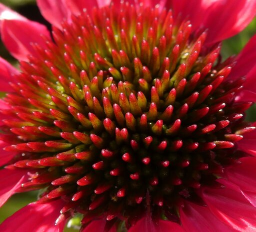 ECHINACEA (Echinacea augustifolia), Bloesem Remedie (10 cc)