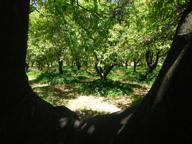 NEROLI (blad) (Petit Grain), Etherische Olie (10 cc)