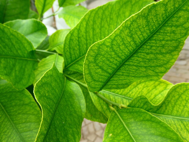 NEROLI (blad) (Petit Grain), Etherische Olie (10 cc)