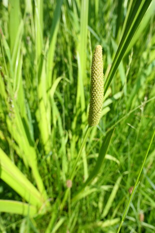 KALMOES (Acorus calamus), Bloesem Remedie (10 cc)