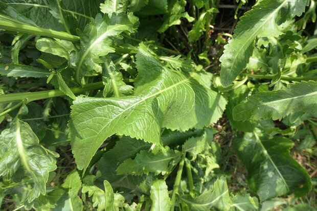 MIERIKSWORTEL (Armoracia rusticana), Bloesem Remedie (10 cc)