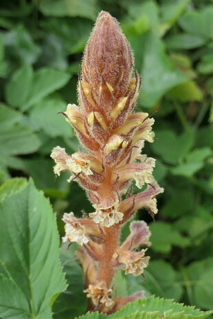 KLIMOPBREMRAAP (Orobanche hederae), Bloesem Remedie (10 cc)
