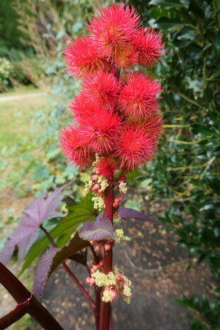 LA AU AILA (Ricinus communis), Bloesem Remedie (10 cc)