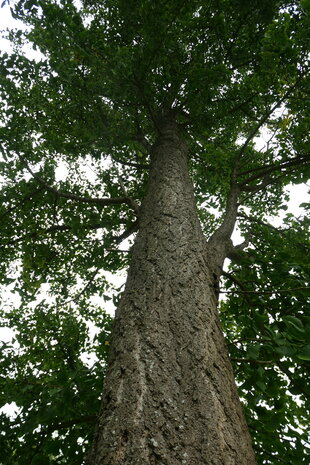 GINKGO (Ginkgo biloba), Bloesem Remedie (10 cc)